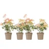 Pieris - Sæt med 4 - Pieris 'Forest Flame' - Højde 25-40cm - ⌀17cm