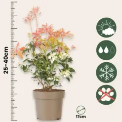 Pieris - Sæt med 4 - Pieris 'Forest Flame' - Højde 25-40cm - ⌀17cm