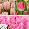 Pink Blush - Sæt med 25 - Tulipa, Hyacinthus - Blomsterløg