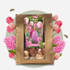Pink Blush - Sæt med 25 - Tulipa, Hyacinthus - Blomsterløg