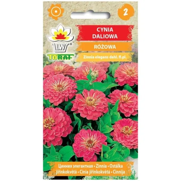Pink dahlia zinnia frø - Store, dobbelte blomster til blomsterbede og buketter