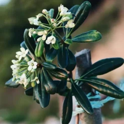 Pittosporum - Pittosporum tobira nanum - Højde 30-40cm - ⌀19cm
