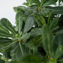 Pittosporum - Pittosporum tobira nanum - Højde 30-40cm - ⌀19cm
