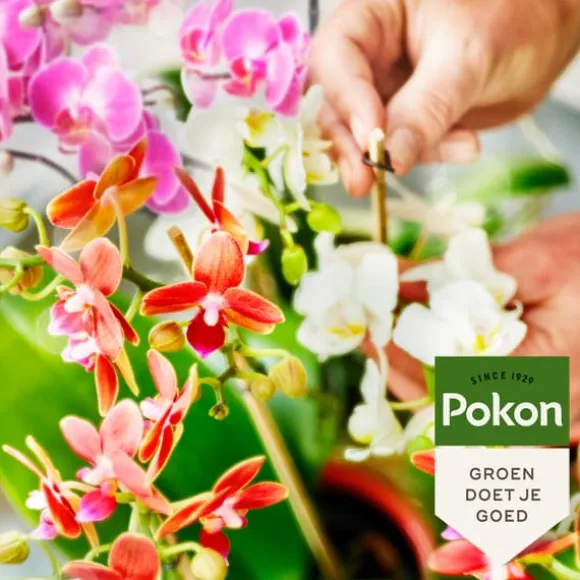 Pokon flydende orkidémad - 250ml