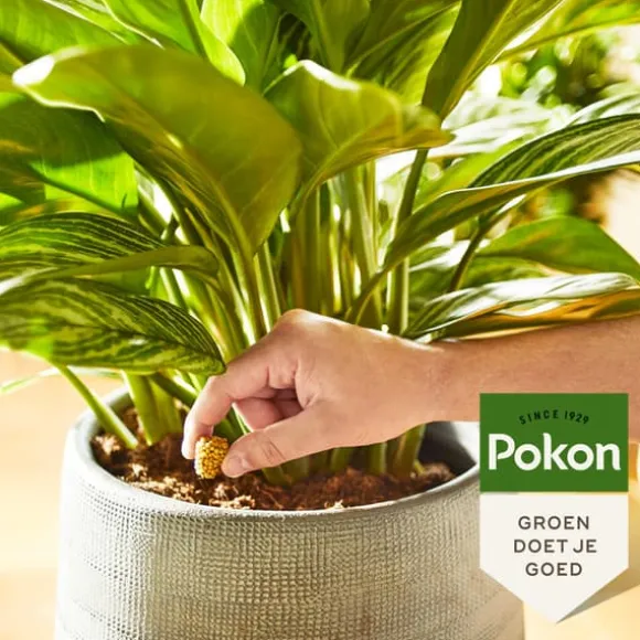 Pokon madkogler stueplanter - 10 stk
