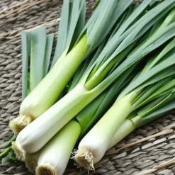 Porre Bartek 1g PlantiCo frø