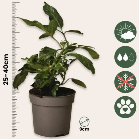 Pæremelon - Sæt med 3 - Solanum Muricatum 'Pepino gold' - Højde 25-40cm - ⌀9cm