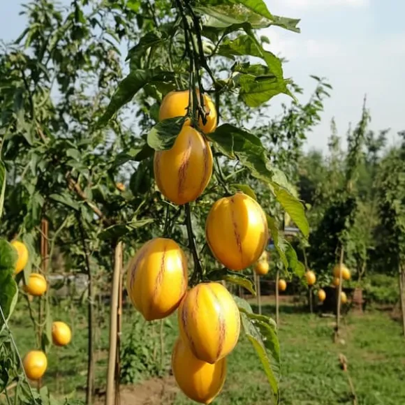 Pæremelon - Sæt med 3 - Solanum Muricatum 'Pepino gold' - Højde 25-40cm - ⌀9cm