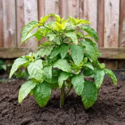 Pæremelon - Sæt med 3 - Solanum Muricatum 'Pepino gold' - Højde 25-40cm - ⌀9cm