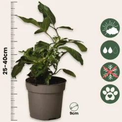 Pæremelon - Sæt med 6 - Solanum Muricatum 'Pepino gold' - Højde 25-40cm - ⌀9cm