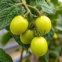 Pæremelon - Sæt med 6 - Solanum Muricatum 'Pepino gold' - Højde 25-40cm - ⌀9cm