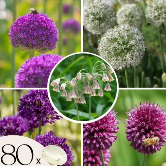 Prydløg - Sæt med 80 - Allium - Blomsterløg - Flerfarvet