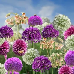 Prydløg - Sæt med 80 - Allium - Blomsterløg - Flerfarvet