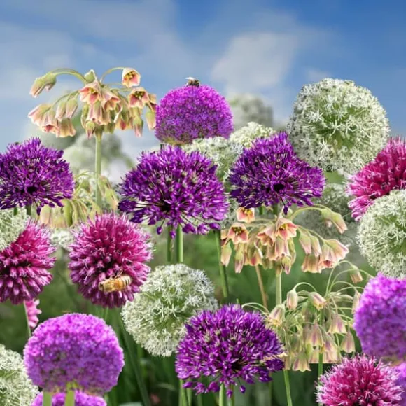 Prydløg - Sæt med 80 - Allium - Blomsterløg - Flerfarvet