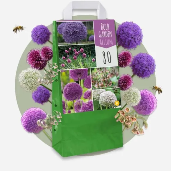 Prydløg - Sæt med 80 - Allium - Blomsterløg - Flerfarvet