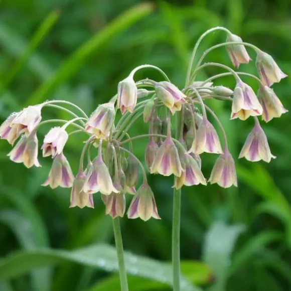 Prydløg - Sæt med 80 - Allium - Blomsterløg - Flerfarvet