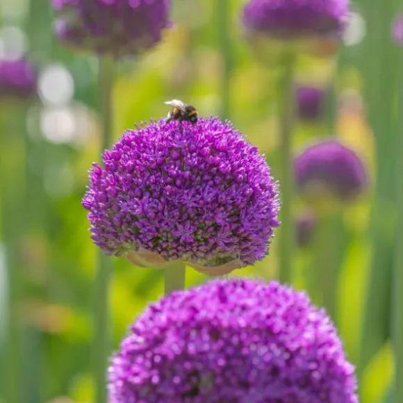 Prydløg - Sæt med 80 - Allium - Blomsterløg - Flerfarvet