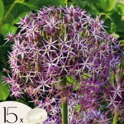 Prydløg - Sæt med 15 - Allium 'Christophii' - Blomsterløg - Lilla