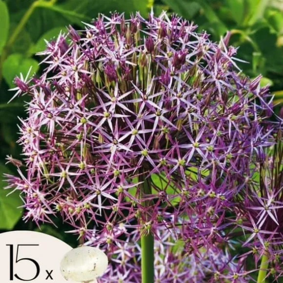 Prydløg - Sæt med 15 - Allium 'Christophii' - Blomsterløg - Lilla