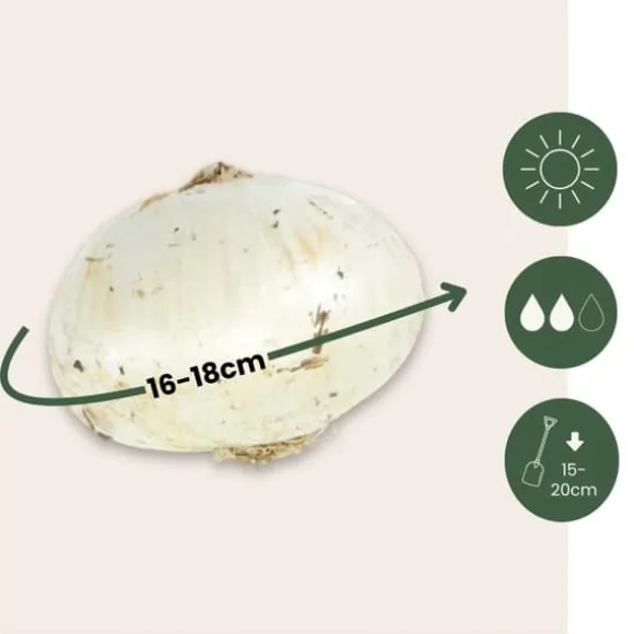 Prydløg - Sæt med 15 - Allium 'Christophii' - Blomsterløg - Lilla