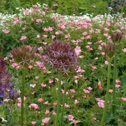 Prydløg - Sæt med 15 - Allium 'Christophii' - Blomsterløg - Lilla