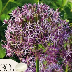 Prydløg - Sæt med 30 - Allium 'Christophii' - Blomsterløg - Lilla