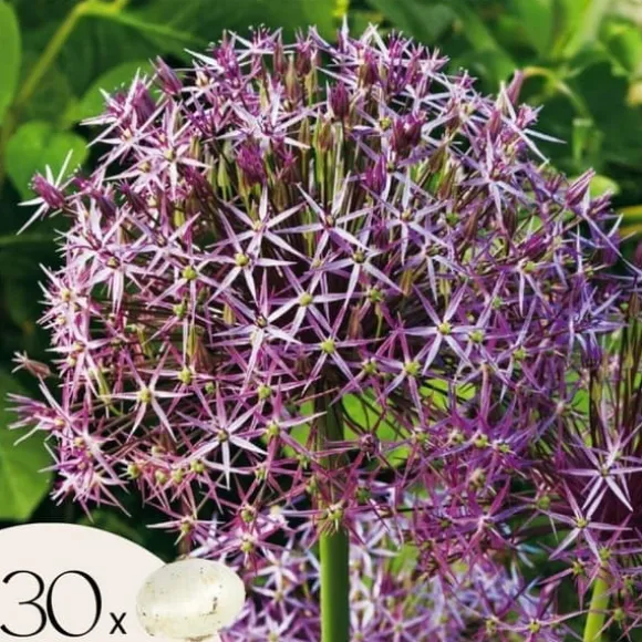 Prydløg - Sæt med 30 - Allium 'Christophii' - Blomsterløg - Lilla