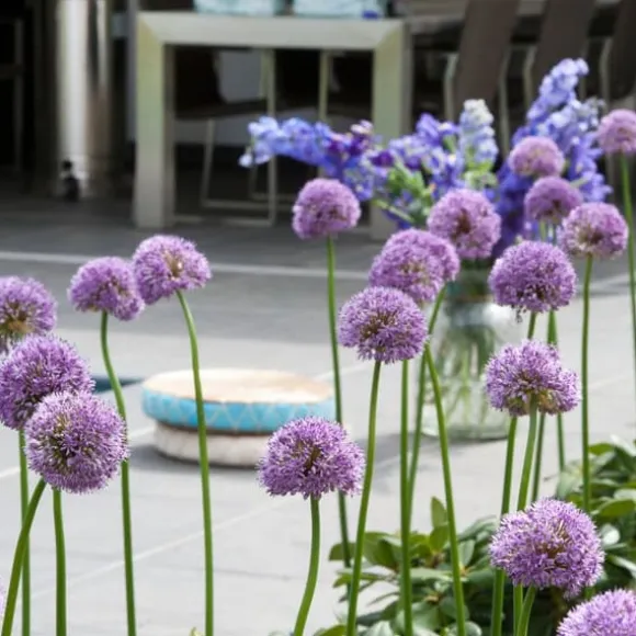 Prydløg - Sæt med 16 - Allium 'Gladiator' - Blomsterløg - Lilla