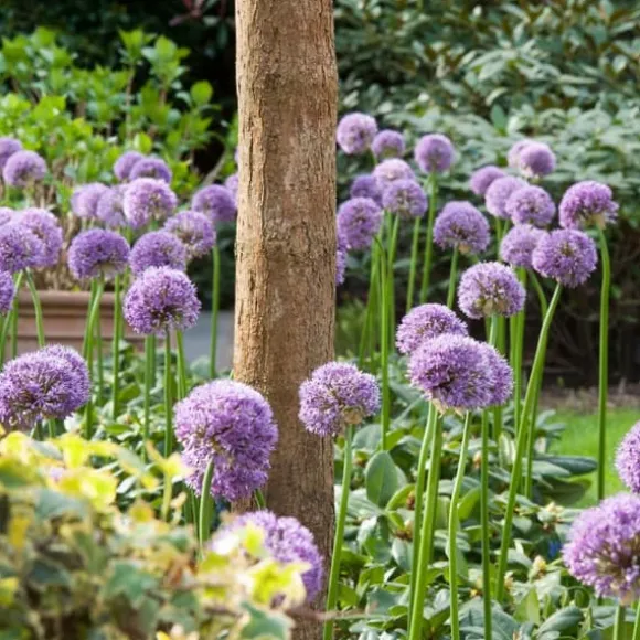 Prydløg - Sæt med 16 - Allium 'Gladiator' - Blomsterløg - Lilla