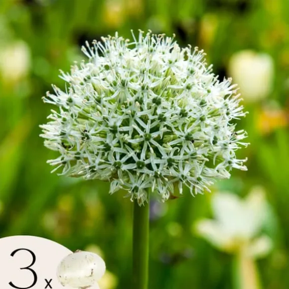 Prydløg - Sæt med 3 - Allium 'Mount Everest' - Blomsterløg - Hvid
