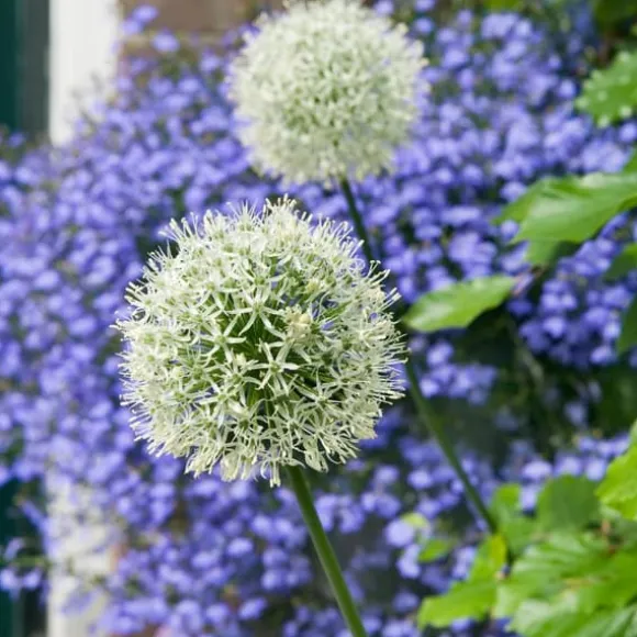 Prydløg - Sæt med 3 - Allium 'Mount Everest' - Blomsterløg - Hvid