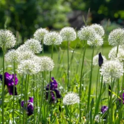 Prydløg - Sæt med 3 - Allium 'Mount Everest' - Blomsterløg - Hvid
