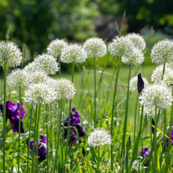 Prydløg - Sæt med 3 - Allium 'Mount Everest' - Blomsterløg - Hvid