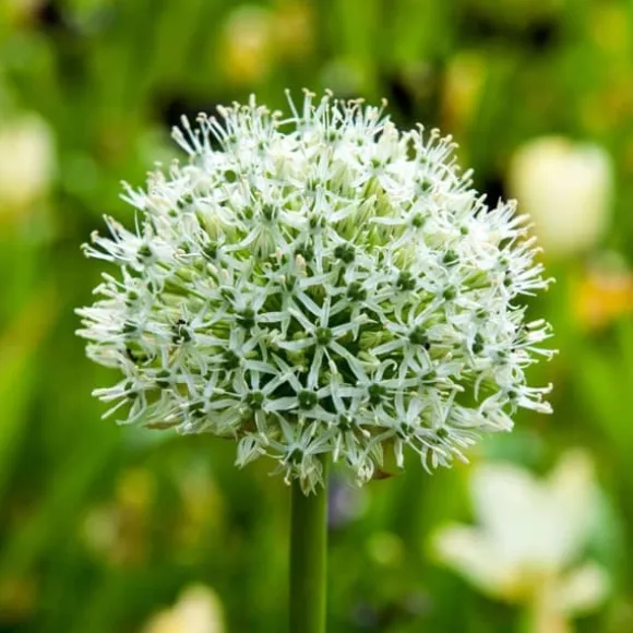Prydløg - Sæt med 3 - Allium 'Mount Everest' - Blomsterløg - Hvid