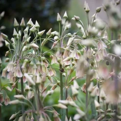Prydløg - Sæt med 30 - Allium 'Nectaroscordum' - Blomsterløg - Lyserød