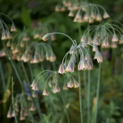 Prydløg - Sæt med 30 - Allium 'Nectaroscordum' - Blomsterløg - Lyserød