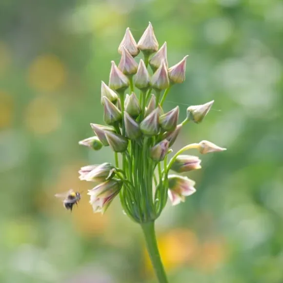 Prydløg - Sæt med 30 - Allium 'Nectaroscordum' - Blomsterløg - Lyserød