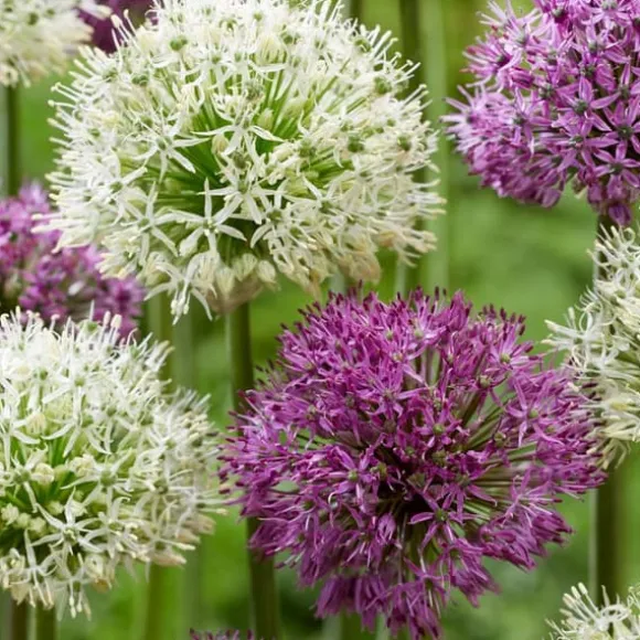 Prydløg - Sæt med 15 - Allium 'Purple, 'White' - Blomsterløg