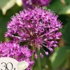 Prydløg - Sæt med 30 - Allium 'Purple Sensation' - Blomsterløg - Lilla