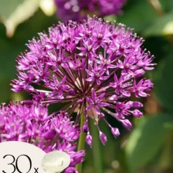 Prydløg - Sæt med 30 - Allium 'Purple Sensation' - Blomsterløg - Lilla