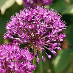 Prydløg - Sæt med 30 - Allium 'Purple Sensation' - Blomsterløg - Lilla