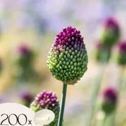 Prydløg - Sæt med 200 - Allium 'Sphaerocephalon' - Blomsterløg - Lilla