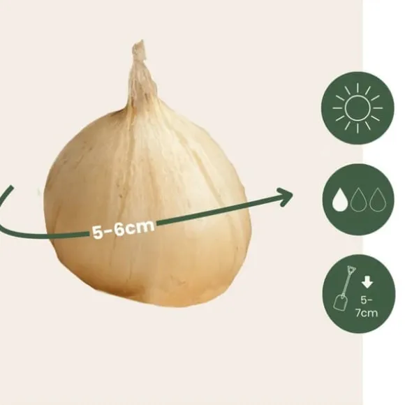 Prydløg - Sæt med 200 - Allium 'Sphaerocephalon' - Blomsterløg - Lilla
