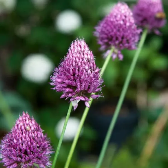 Prydløg - Sæt med 100 - Allium 'Sphaerocephalon' - Blomsterløg - Lilla