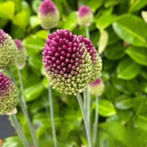 Prydløg - Sæt med 100 - Allium 'Sphaerocephalon' - Blomsterløg - Lilla