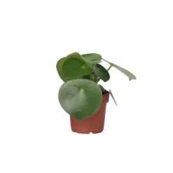 Radiatorplante - Peperomia Polybotrya - Højde 20-30cm - Pot 12cm