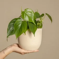 Radiatorplante - Peperomia Polybotrya - Højde 20-30cm - Pot 12cm