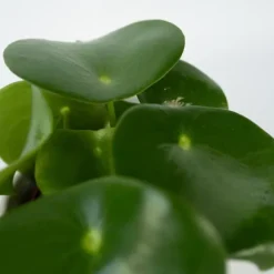 Radiatorplante - Sæt med 4 - Peperomia polybotrya - Højde 20-30cm - ⌀12cm