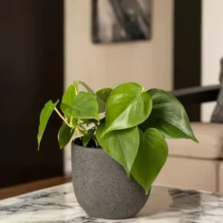 Radiatorplante - Sæt med 2 - Peperomia polybotrya - Højde 20-30cm - ⌀12cm