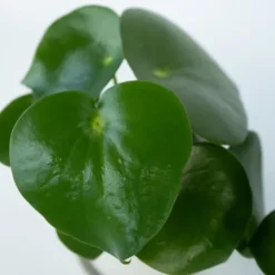 Radiatorplante - Sæt med 2 - Peperomia polybotrya - Højde 20-30cm - ⌀12cm